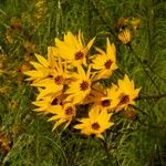 Helianthus salicifoliusFlor