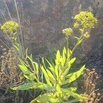 Bupleurum gibraltaricum Flower