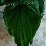 Alocasia cucullata Leaf
