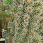 Cylindropuntia imbricata Buveinė