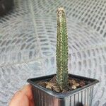 Cereus spegazzinii Leaf