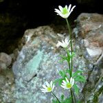 Anemone berlandieri Hàbitat