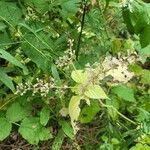 Laportea canadensis Leaf