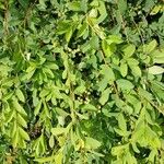 Exochorda × macrantha Habit