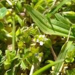 Cerastium diffusum Kukka