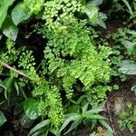 Adiantum capillus-venerisLevél