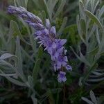 Veronica prostrata Flower