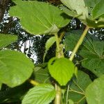 Begonia parviflora Hoja