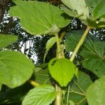 Begonia parviflora