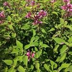 Salvia involucrata Hábito