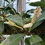 Anthurium scandens Hoja