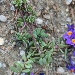 Linaria alpina Leaf