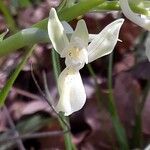 Orchis provincialis Blomst