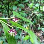 Psychotria platypoda Fiore