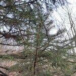 Picea sitchensis Foglia