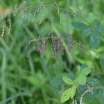 Desmodium tortuosum Fruit