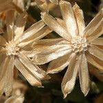 Stenotus acaulis Fruto