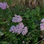 Achillea × roseoalba Flower