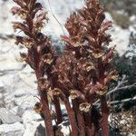 Orobanche litorea Habitus