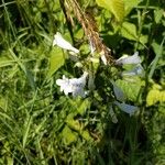 Penstemon digitalisFlor