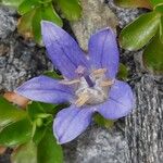 Campanula cenisia Virág