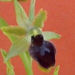 Ophrys virescens Mosusu