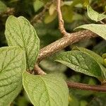 Cotoneaster bullatus 樹皮