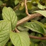 Cotoneaster bullatus Bark