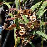 Acacia cyclops Fruit