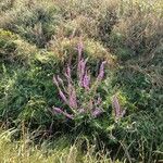 Lythrum virgatumFlower