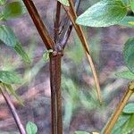 Salvia microphylla چھال