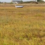 Salicornia stricta 形態
