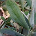 Senecio crassissimus Lapas