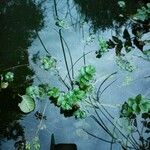 Berula erecta Leaf