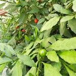 Solanum pseudocapsicum Плід