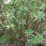 Euphorbia balsamifera 整株植物