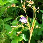 Luzula sylvatica Flower