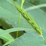 Elymus virginicus Flower