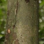 Garcinia madruno Bark