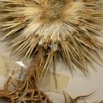Echinops spinosissimus Flor