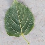 Tilia × euchlora Leaf