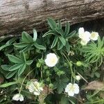 Potentilla alba Folha