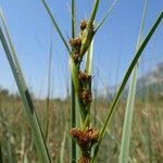 Cladium mariscus عادت داشتن