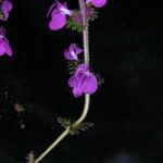 Pedicularis gracilis Yeri