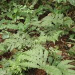 Tectaria angelicifolia Leaf