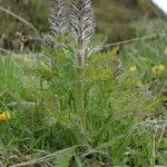 Pedicularis comosa Облик