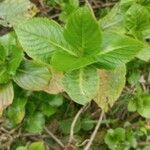 Hydrangea macrophyllaFulla