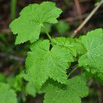 Ribes laxiflorum Hoja