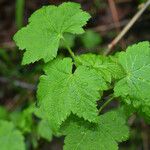 Ribes laxiflorum Feuille