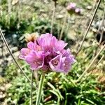 Armeria maritimaFloare